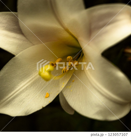 夏に咲くはずが、冬に一輪だけ自生していた百合の花に寂しさを感じて撮った写真 夏に咲くはずが、冬に一輪だけ自生していた百合の花に寂しさを感じて撮った写真 123057107