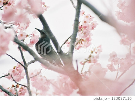 満開の桜の枝にとまって上を見る、夢想しているかのようなヒヨドリのフィルム写真 満開の桜の枝にとまって上を見る、夢想しているかのようなヒヨドリのフィルム写真 123057110