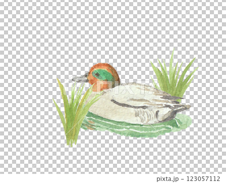 Duck painted with watercolors Duck painted with watercolors 123057112
