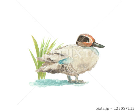 水彩絵の具で描いたカモ 水彩絵の具で描いたカモ 123057113