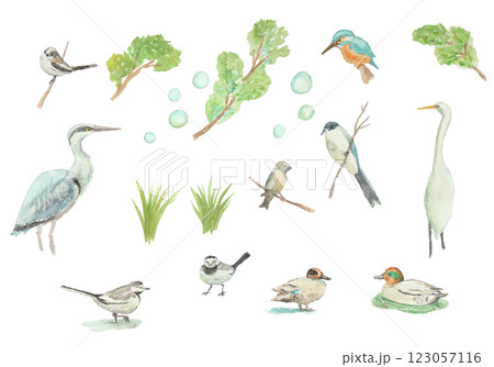 水彩絵の具で描いた野鳥セット 123057116