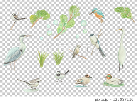 用水彩繪製的野生鳥類 用水彩繪製的野生鳥類 123057116
