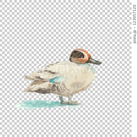 水彩絵の具で描いたコガモ 123057120