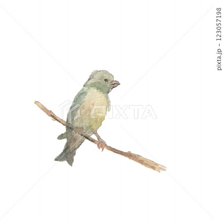 水彩絵の具で描いたカワラヒワ 123057198