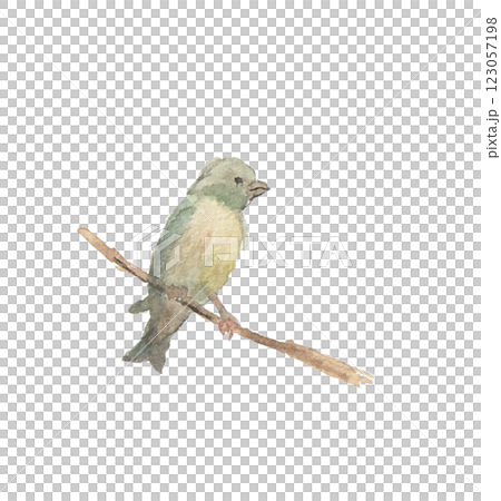 水彩絵の具で描いたカワラヒワ 123057198