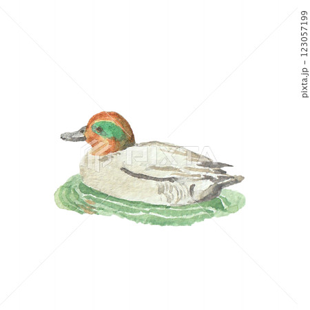 水彩絵の具で描いた鴨 123057199