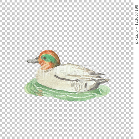 水彩絵の具で描いた鴨 123057199
