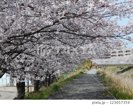 満開の桜並木 満開の桜並木 123057359