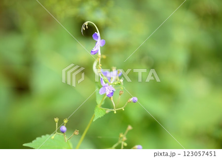 爽やか　秋花　カリガネソウの花 123057451