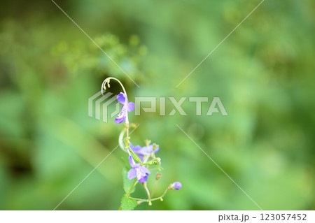 爽やか 秋花 カリガネソウの花 爽やか 秋花 カリガネソウの花 123057452