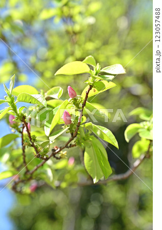 樹木・カリン バラ科 樹木・カリン バラ科 123057488