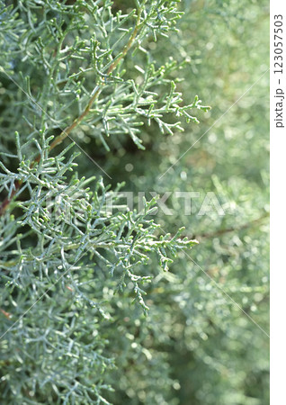 樹木・ブルーアイス ヒノキ科 樹木・ブルーアイス ヒノキ科 123057503
