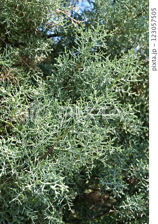 樹木・ブルーアイス ヒノキ科 樹木・ブルーアイス ヒノキ科 123057505