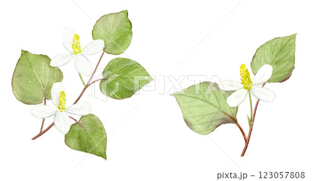どくだみの水彩イラスト ベクター どくだみの水彩イラスト ベクター 123057808