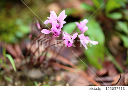 シクラメンの花　小さいグラエカム 123057818
