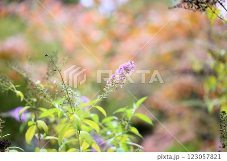 可愛い ブッドレアの花 可愛い ブッドレアの花 123057821