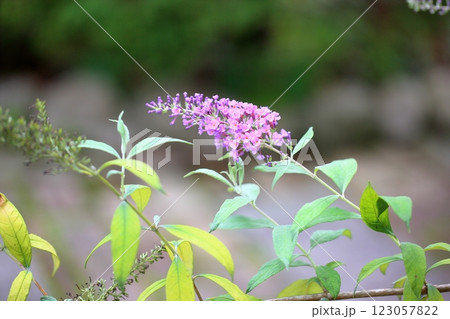 可愛い　ブッドレアの花 123057822