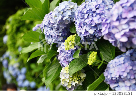 青い紫陽花 青い紫陽花 123058151