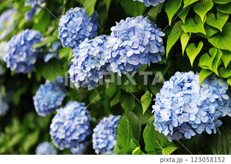 梅雨の晴れ間に咲く紫陽花 123058152