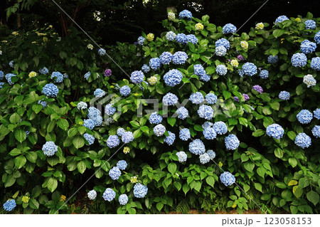 梅雨に咲く紫陽花 梅雨に咲く紫陽花 123058153