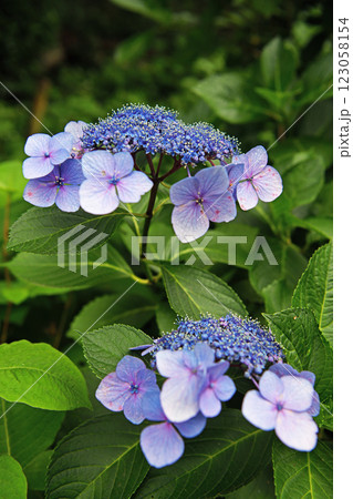 青いガクアジサイ 青いガクアジサイ 123058154
