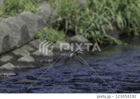 小魚を捕獲して水面を飛翔するカワセミ 小魚を捕獲して水面を飛翔するカワセミ 123058192