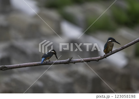 枝に止まる二羽のカワセミ 枝に止まる二羽のカワセミ 123058198