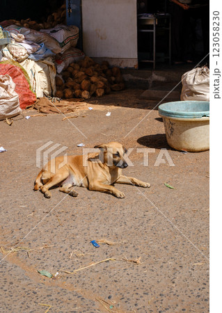 インド_野犬のいる街角風景 123058230