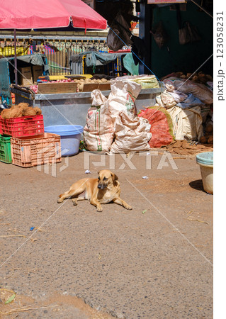 インド_野犬のいる街角風景 123058231
