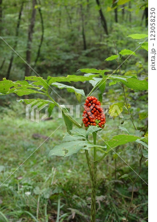 秋、真っ赤に実ったマムシグサの実 123058250