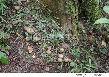 秋の森に姿を見せたホコリタケ、キツネノチャブクロ　 123058529