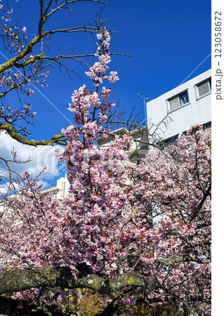 静岡県熱海市　あたみ桜　糸川遊歩道　2月上旬 123058672