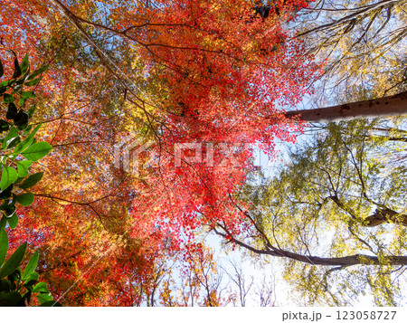 晩秋の秋晴れに映える鮮やかに色づいた紅葉 123058727