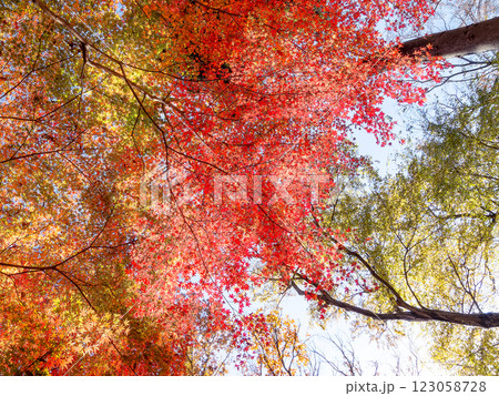 晩秋の秋晴れに映える鮮やかに色づいた紅葉 123058728