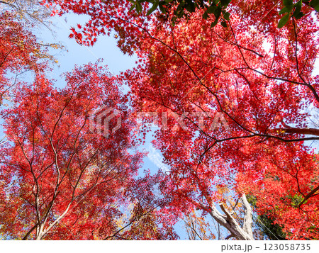 晩秋の秋晴れに映える鮮やかに色づいた紅葉 123058735