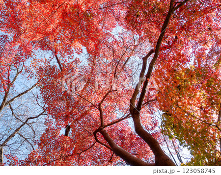 晩秋の秋晴れに映える鮮やかに色づいた紅葉 123058745