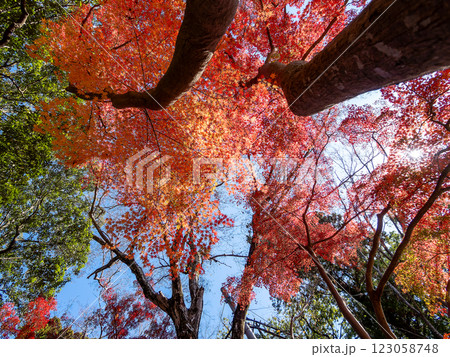 晩秋の秋晴れに映える鮮やかに色づいた紅葉 晩秋の秋晴れに映える鮮やかに色づいた紅葉 123058748