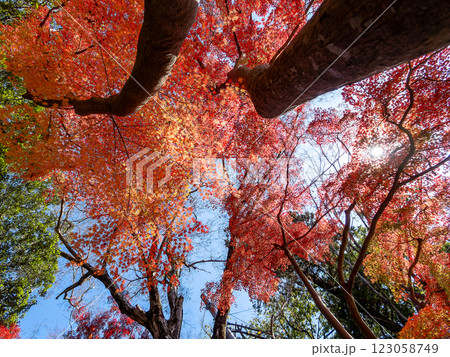 晩秋の秋晴れに映える鮮やかに色づいた紅葉 晩秋の秋晴れに映える鮮やかに色づいた紅葉 123058749