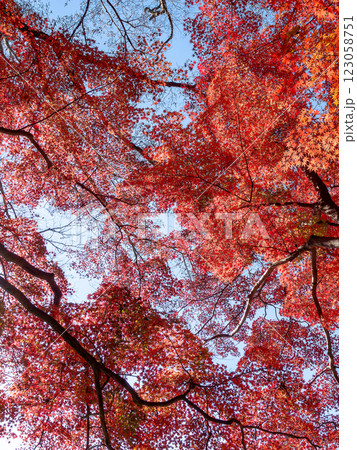 晩秋の秋晴れに映える鮮やかに色づいた紅葉 晩秋の秋晴れに映える鮮やかに色づいた紅葉 123058751
