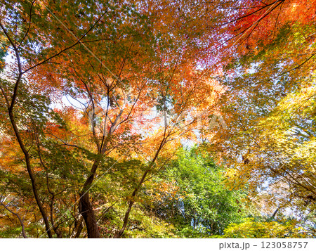 晩秋の秋晴れに映える鮮やかに色づいた紅葉 123058757