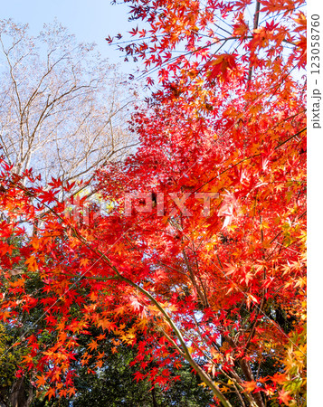 晩秋の秋晴れに映える鮮やかに色づいた紅葉 123058760