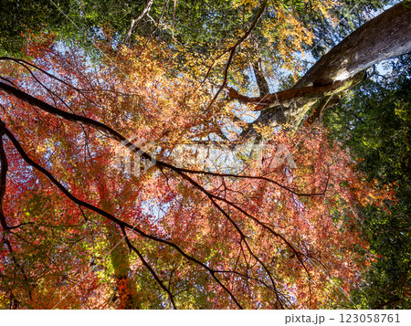 晩秋の秋晴れに映える鮮やかに色づいた紅葉 123058761
