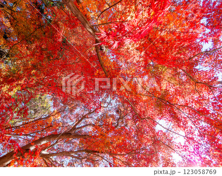 晩秋の秋晴れに映える鮮やかに色づいた紅葉 晩秋の秋晴れに映える鮮やかに色づいた紅葉 123058769