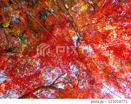 晩秋の秋晴れに映える鮮やかに色づいた紅葉 晩秋の秋晴れに映える鮮やかに色づいた紅葉 123058771