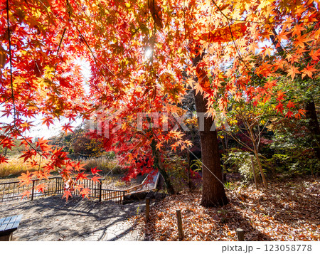 晩秋の秋晴れに映える鮮やかに色づいた紅葉 晩秋の秋晴れに映える鮮やかに色づいた紅葉 123058778