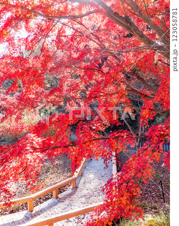晩秋の秋晴れに映える鮮やかに色づいた紅葉 晩秋の秋晴れに映える鮮やかに色づいた紅葉 123058781