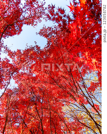 晩秋の秋晴れに映える鮮やかに色づいた紅葉 晩秋の秋晴れに映える鮮やかに色づいた紅葉 123058782