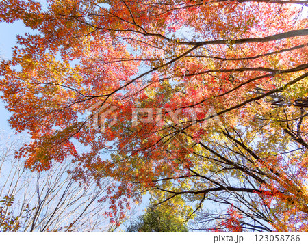 晩秋の秋晴れに映える鮮やかに色づいた紅葉 123058786