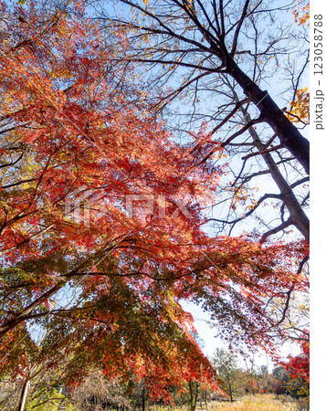 晩秋の秋晴れに映える鮮やかに色づいた紅葉 123058788