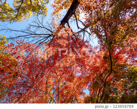 晩秋の秋晴れに映える鮮やかに色づいた紅葉 123058789